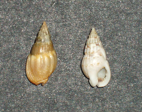 Famiglia Nassaridae